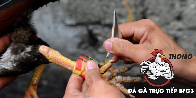 Hướng Dẫn Chi Tiết Cách Băng Cựa Gà Đá Hiệu Quả Nhất 2025 2 Hướng dẫn cách băng cựa gà