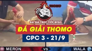 Full Video ĐÁ GIẢI THOMO C3 ngày 21/09/2024
