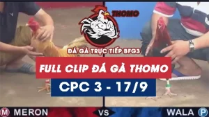 Full Video phát lại Trực tiếp đá gà Thomo C3 ngày 17/09/2024