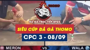 Full Video ĐÁ GIẢI SIÊU CÚP gà Thomo C3 ngày 08/09/2024