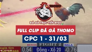 Phát lại đá gà Trực tiếp Thomo C1 ngày 31/03/2025
