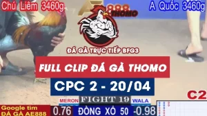 Phát lại đá gà Trực tiếp Thomo C3 ngày 21/04/2025