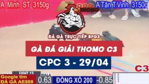 Phát lại GIẢI ĐÁ GÀ THOMO C3 ngày 29/04/2025