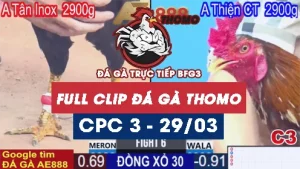 Phát lại đá gà thomo C3 ngày 29/05/2025
