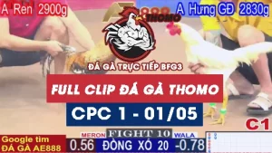 Phát lại đá gà Trực tiếp C1 ngày 1/05/2025