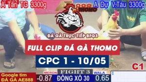 Phát lại đá gà Trực tiếp C1 ngày 10/05/2025