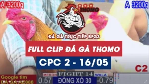 Phát lại đá gà thomo C2 ngày 16/05/2025
