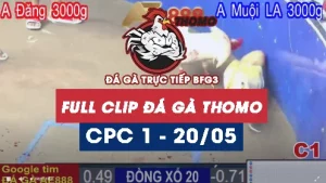 Phát lại đá gà thomo C1 ngày 20/05/2025
