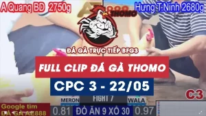 Phát lại đá gà thomo C3 ngày 22/05/2025