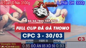 Phát lại đá gà thomo C3 ngày 30/05/2025