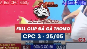 Phát lại đá gà thomo C3 ngày 25/05/2025