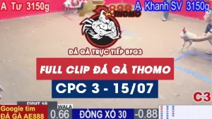 Phát lại đá gà thomo C3 ngày 15/07/2025