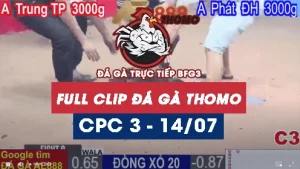 Phát lại đá gà thomo C3 ngày 14/07/2025