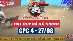 Clip phát lại đá gà CPC4 - 27/08/2025