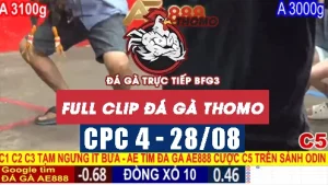 Xem các video phát lại đá gà CPC4 - 28/08/2025