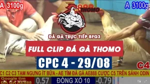 Xem các video phát lại đá gà CPC4 - 29/08/2025