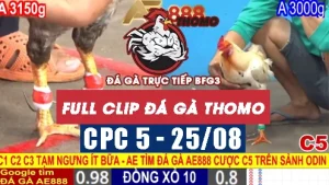 Video phát lại đá gà CPC5 - 25/08/2025