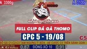 Clip phát lại đá gà CPC5 - 19/08/2025