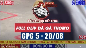 Clip phát lại đá gà CPC5 - 20/08/2025