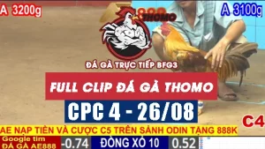 Video phát lại đá gà CPC4 - 26/08/2025