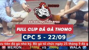 Video đá gà thomo CPC5 ngày 22/9/2025
