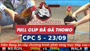 Video đá gà thomo CPC5 ngày 23/9/2025