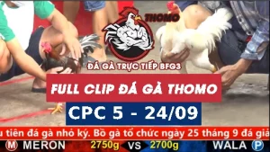Video đá gà thomo CPC5 ngày 24/9/2025