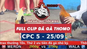 Video đá gà thomo CPC5 ngày 25/9/2025