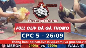 Video đá gà thomo CPC5 ngày 26/9/2025
