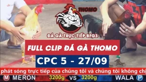 Video đá gà thomo CPC5 ngày 27/9/2025