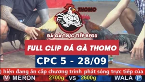 Video đá gà thomo CPC5 ngày 28/9/2025