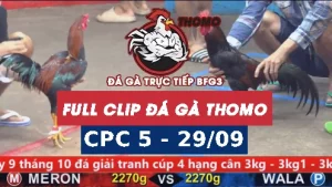 Video đá gà thomo CPC5 ngày 29/9/2025