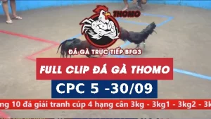 Video đá gà thomo CPC5 ngày 30/9/2025