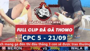 Video đá gà thomo CPC5 ngày 21/9/2025