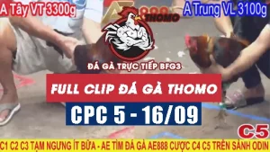 Xem lại đá gà thomo CPC5 - 16/09/2025
