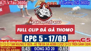 Xem VIDEO lại đá gà thomo CPC5 - 17/09/2025