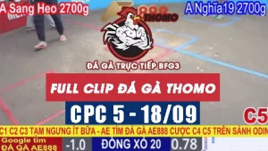 Video đá gà thomo CPC5 ngày 18/9/2025