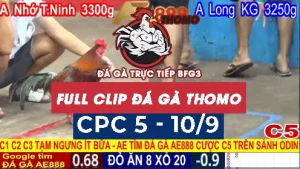 Video phát lại đá gà CPC5 - 10/09/2025