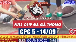 Video phát lại đá gà CPC5 - 14/09/2025