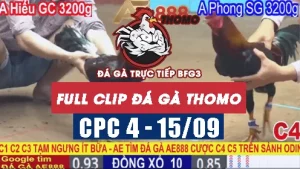 Video phát lại đá gà CPC4 - 15/09/2025