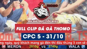 Video đá gà thomo CPC5 ngày 31/10/2025