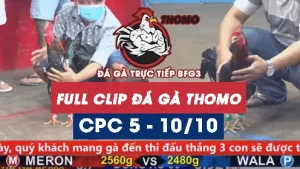 Video đá gà thomo CPC5 ngày 10/10/2025