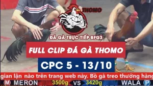 Video đá gà thomo CPC5 ngày 13/10/2025