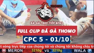 Video đá gà thomo CPC5 ngày 01/10/2025