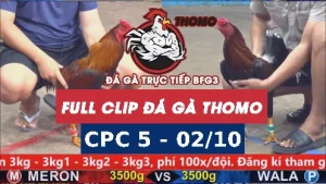 Video đá gà thomo CPC5 ngày 02/10/2025