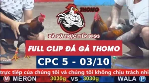 Video đá gà thomo CPC5 ngày 03/10/2025