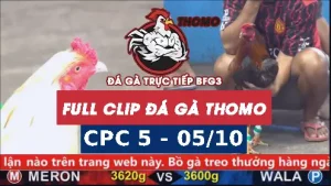 Video đá gà thomo CPC5 ngày 05/10/2025