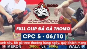 Video đá gà thomo CPC5 ngày 06/10/2025