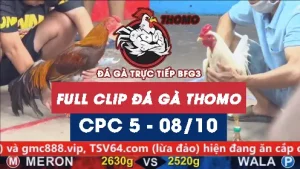 Video đá gà thomo CPC5 ngày 08/10/2025