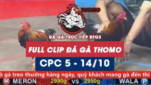 Video đá gà thomo CPC5 ngày 14/10/2025